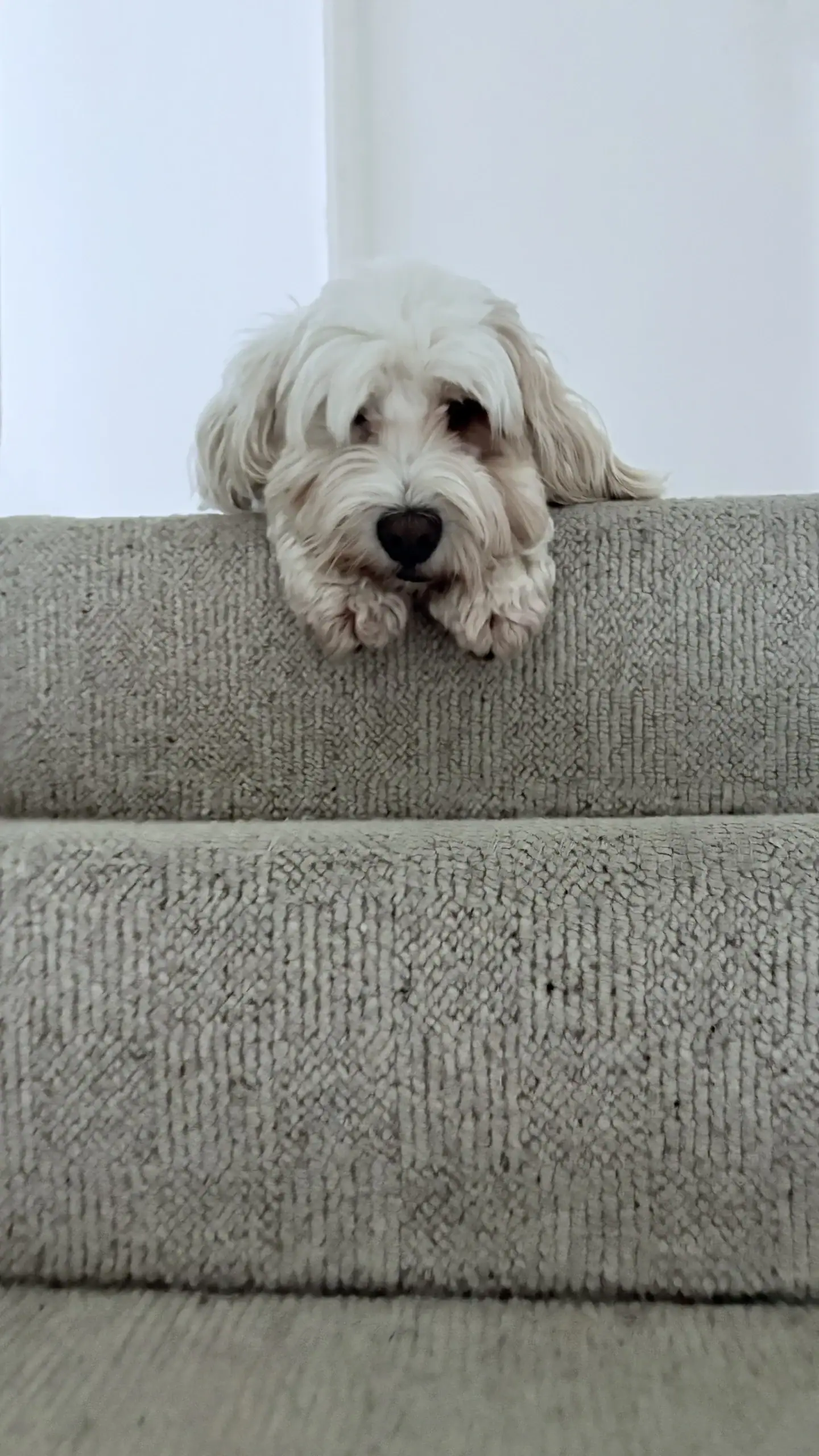 Soft white Labradoodle puppy resting on a beige sofa, adorable and playful pet photography.